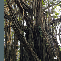 Pawas, Unnayanaa - OMM EP Pawas, Unnayanaa - OMM EP