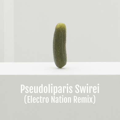 pdqb - Pseudoliparis Swirei