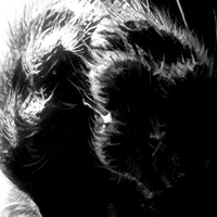 Perzeptiverdampfkesselqualmtbesinnlich - Adopting Abundance