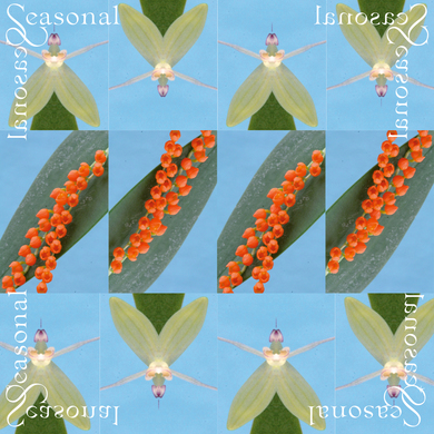 Jordon Alexander - Seasonal
