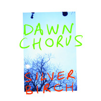 Silver Birch - Dawn Chorus
