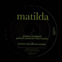 Matilda - Protea : 12inch