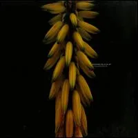 Eduardo De La Calle - Precursors EP : 12inch