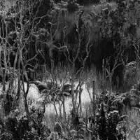 Levantis - Believe : 12inch