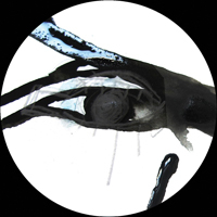 Las - Your Eyes EP