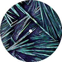 Pris - For A Better Understanding