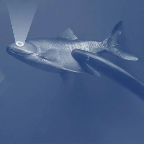 Main Hope - Main Hope EP : 12inch