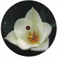 David Martin - Gratitude : 12inch