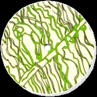 Weirdance - Weirdistan EP : 12inch