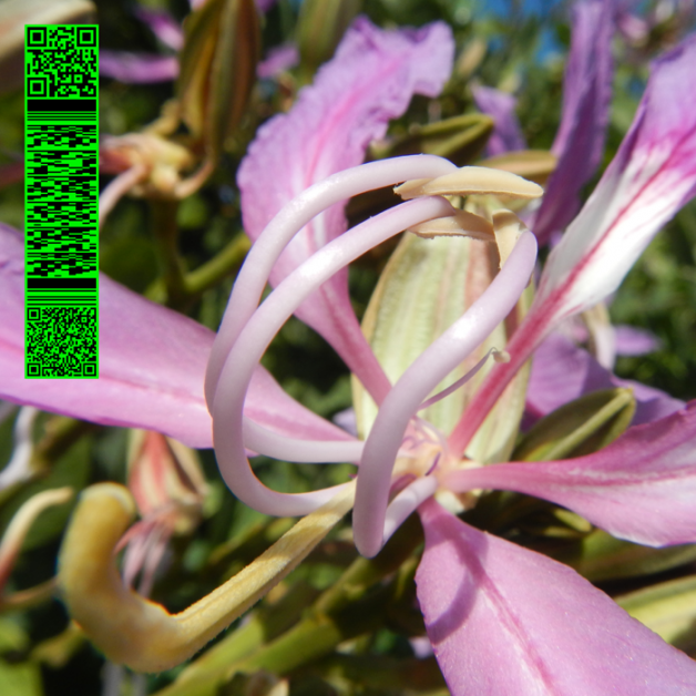 Avalon Emerson - WHITIES 013