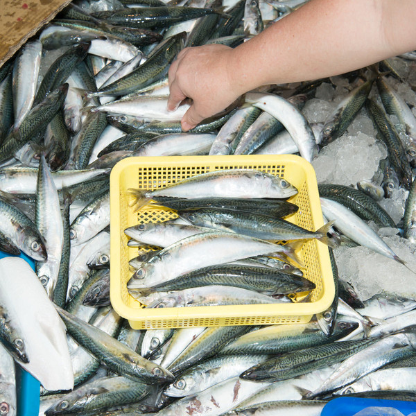 Mike Kitcher - Processed Snippets: Congo Traditional 1952 &amp; 1957 : LP