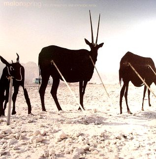 Melon - Four Seasons Part 01
