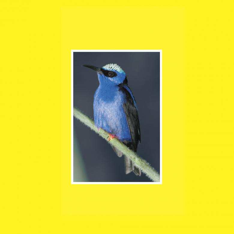 Izzy Lindqwister & Krikor - Izzy Dubs It Vol.1 : CASSETTE