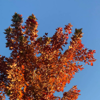 Pub - Autumn