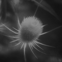 ssabae - Azurescens