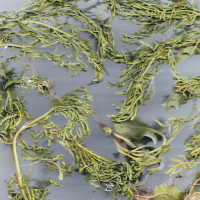 Small Crab - Flowing with Honey