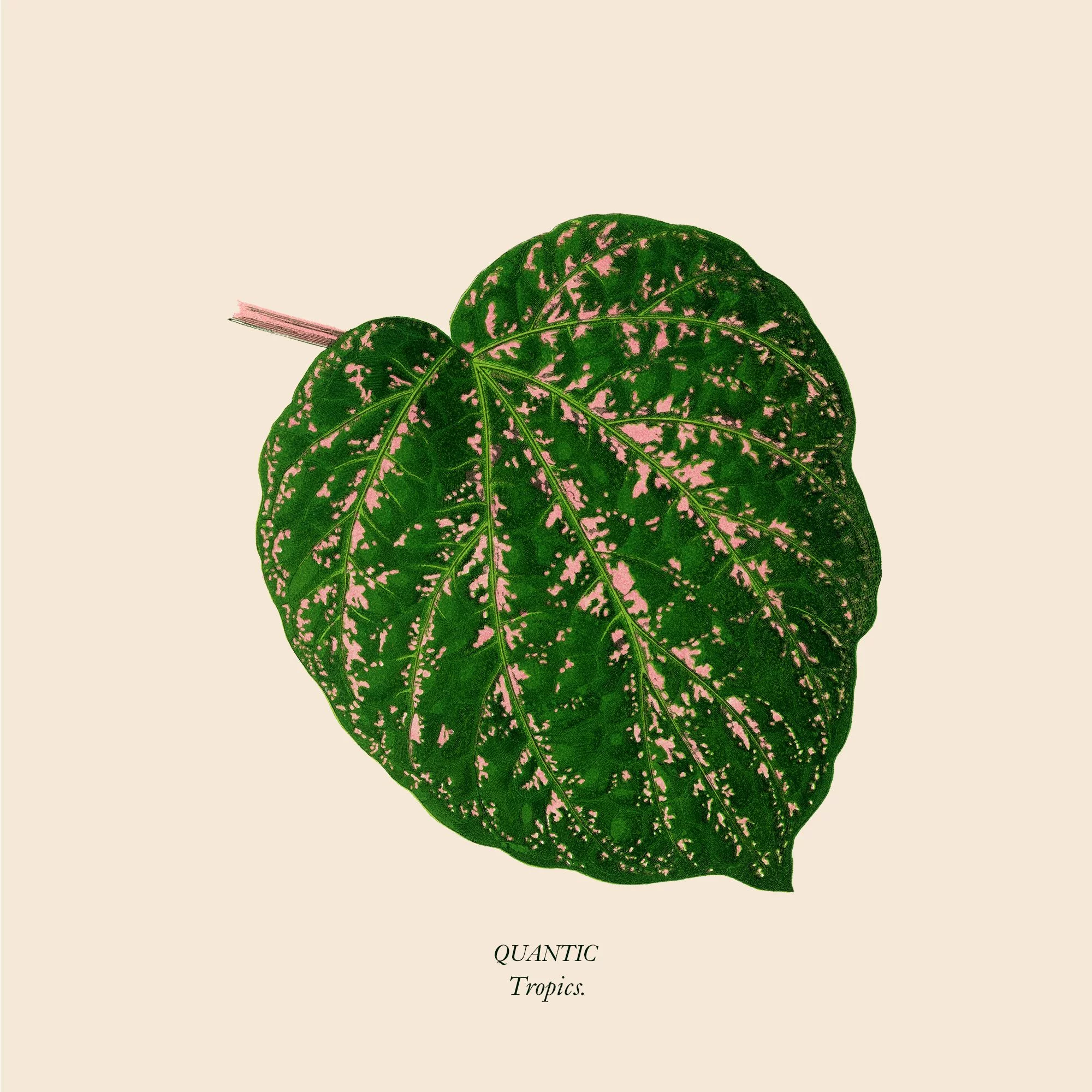 Quantic - Tropics : 12inch