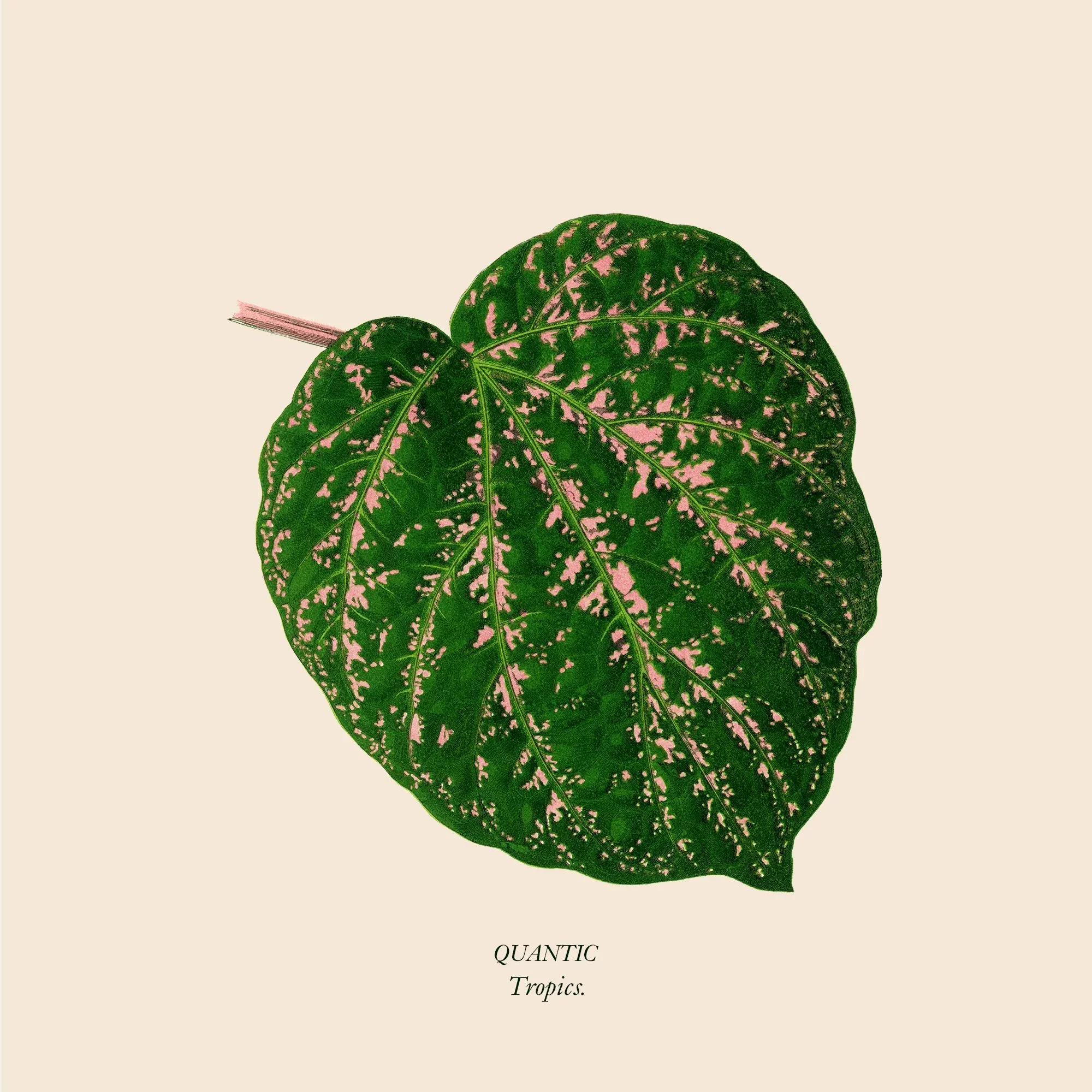 Quantic - Tropics : 12inch