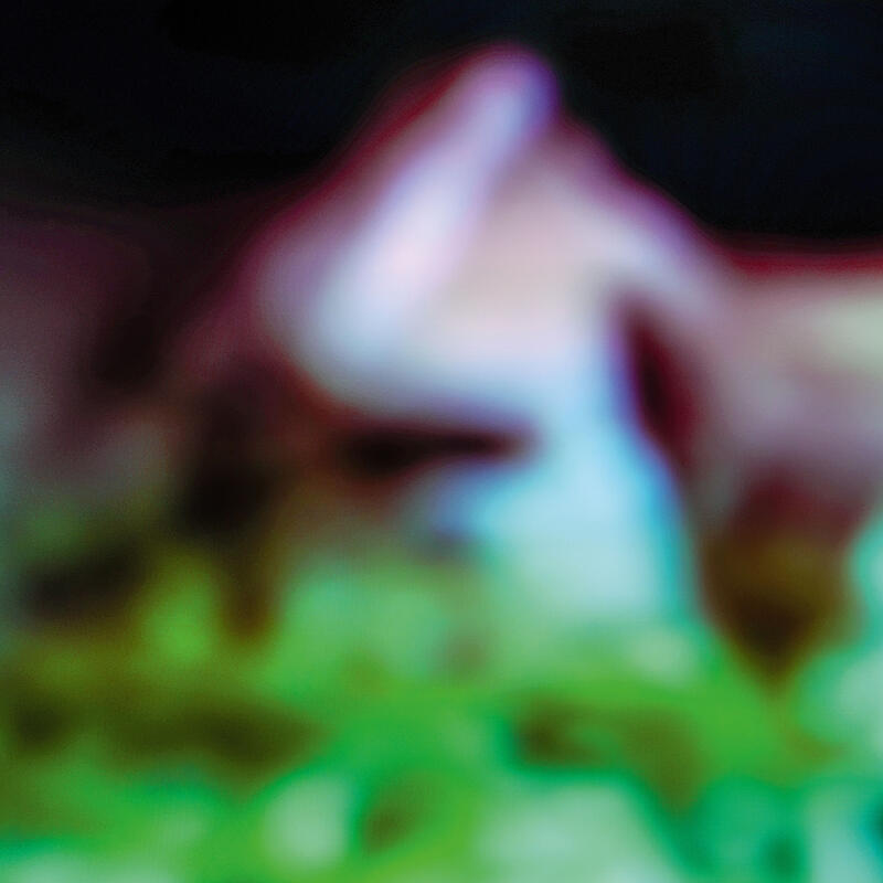 Hair & Treasure - Disc Rot : LP