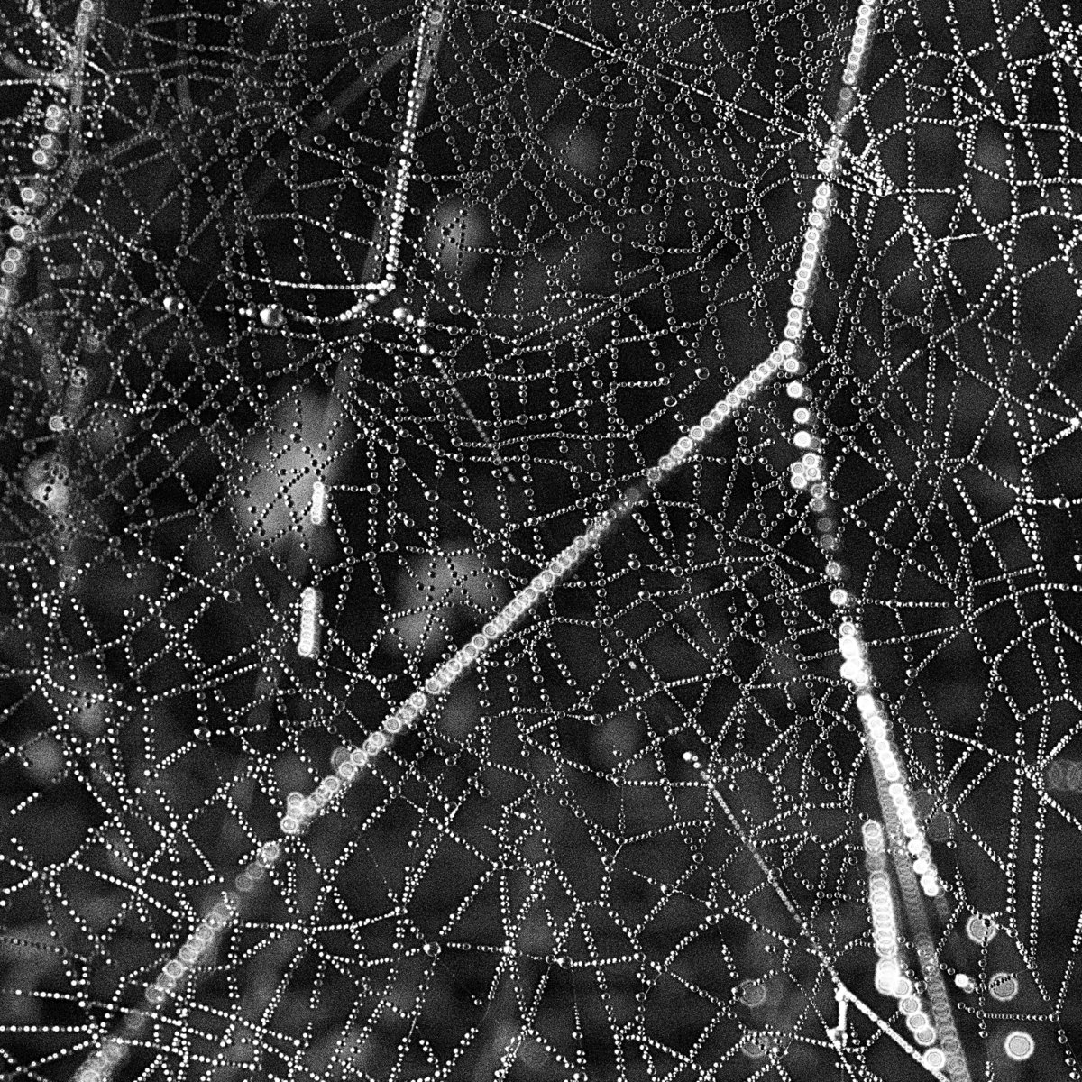 RS Tangent - Crinkle : 12inch