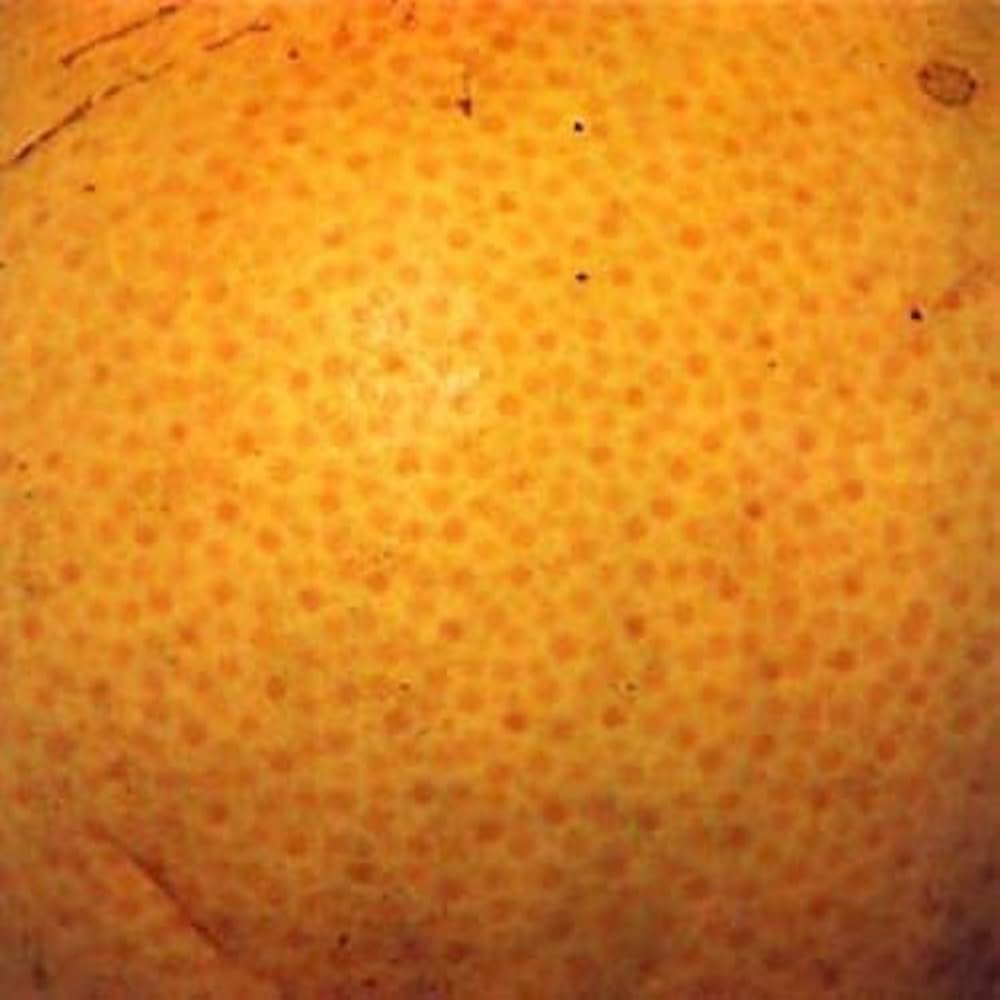 The Coctails - Peel : CD