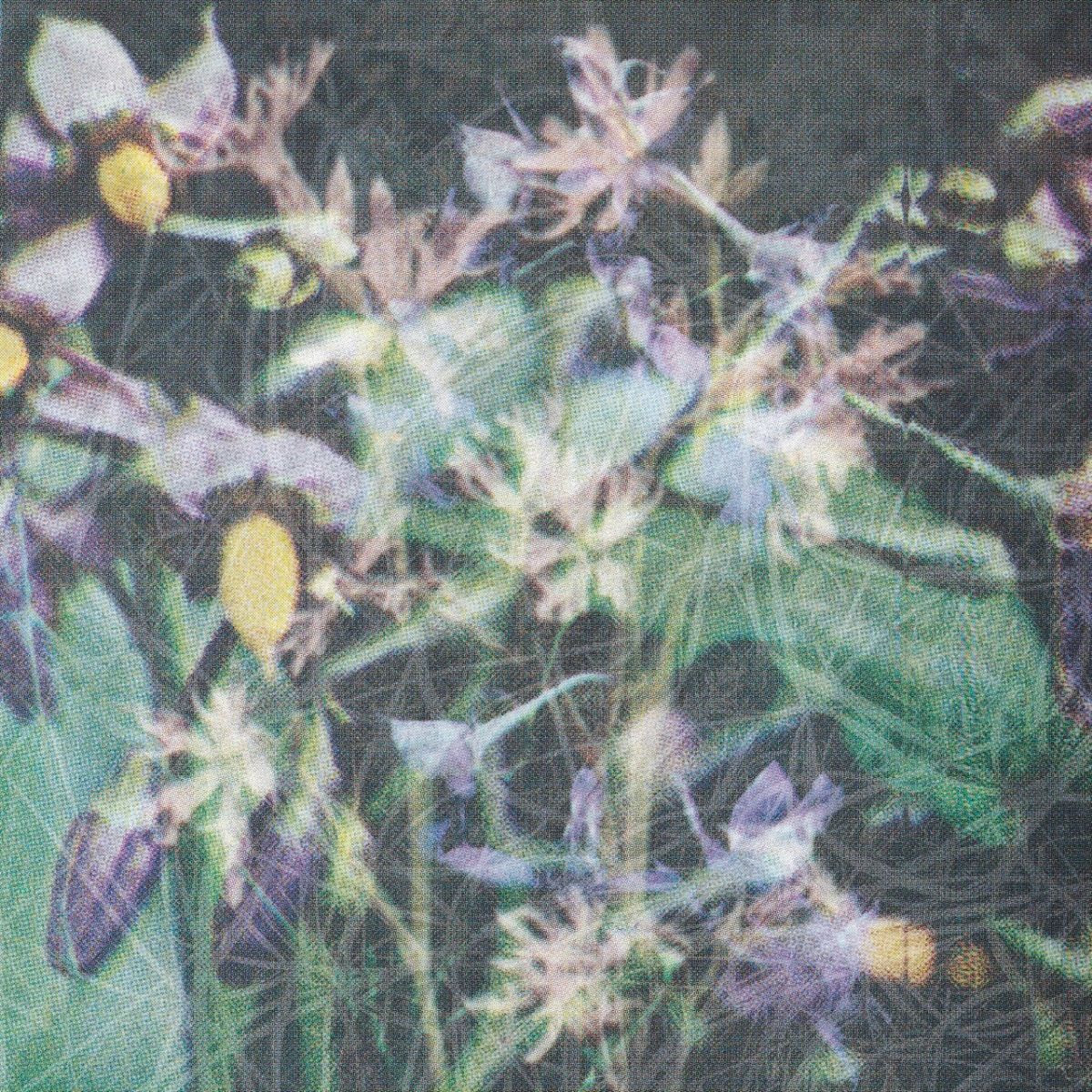 Jas Shaw - Between The Seed And The Timber : 12inch