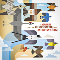 Various Artist - A Guide To The Birdsong Of Migration