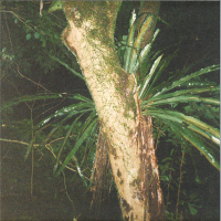 Artefakt / Maayan Nidam - Collaborations II