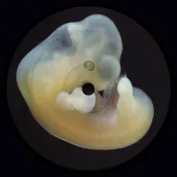 Bergqvist - Earth Creatures