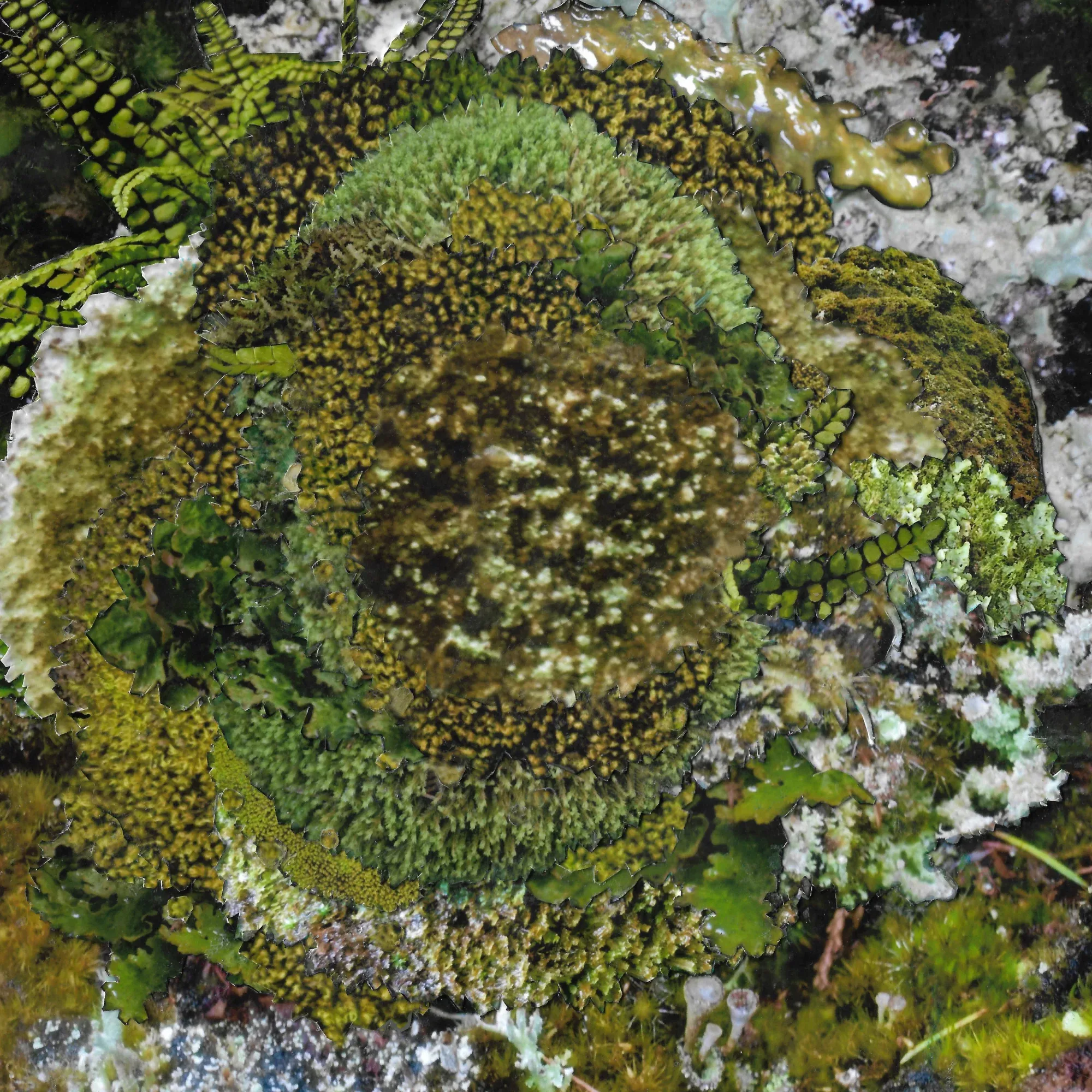 Kinzua - Never Fret, Never Fail EP : 12inch