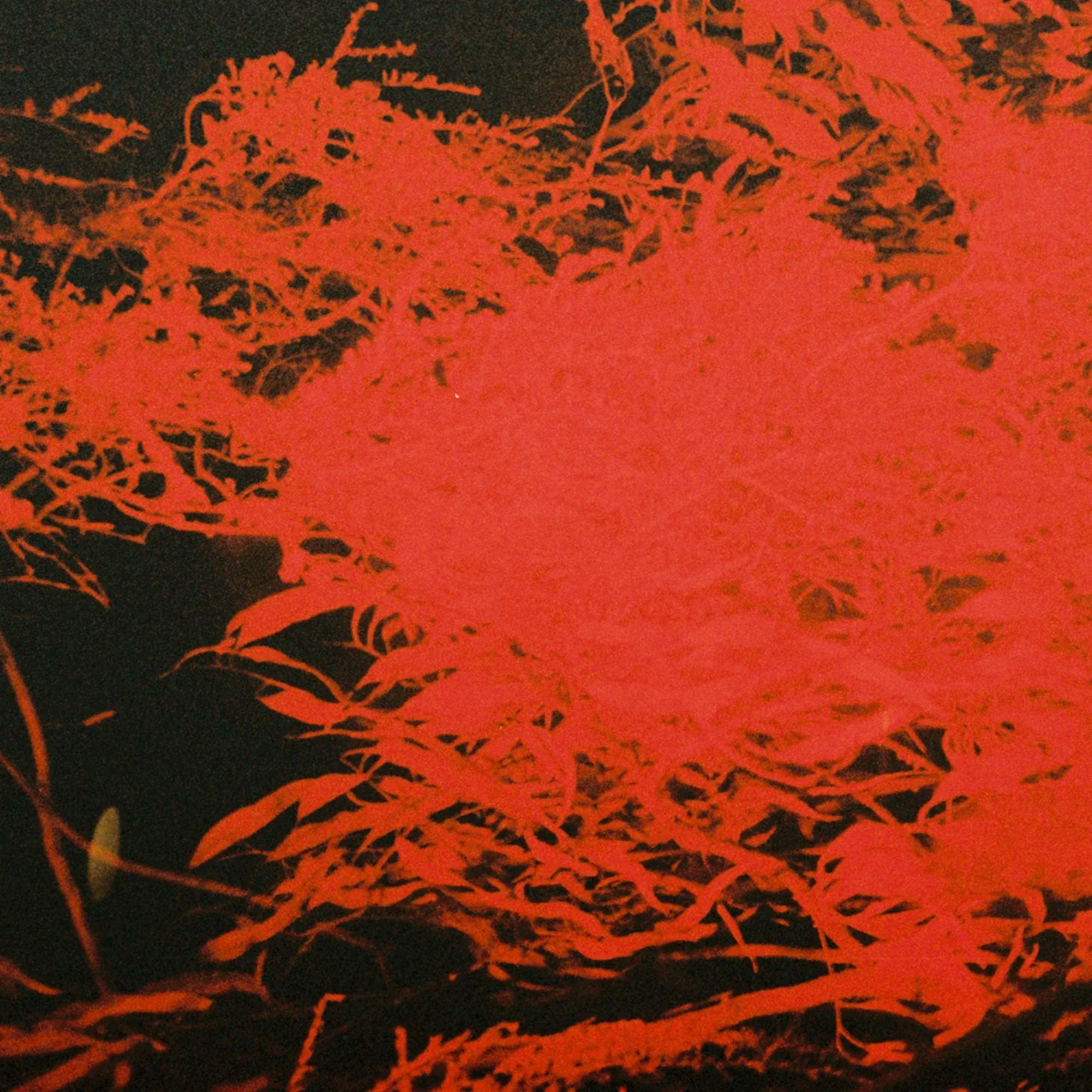 Anthony Naples - In Studio Magic : LP