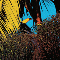 Joao Comazzi - Tucanaçai