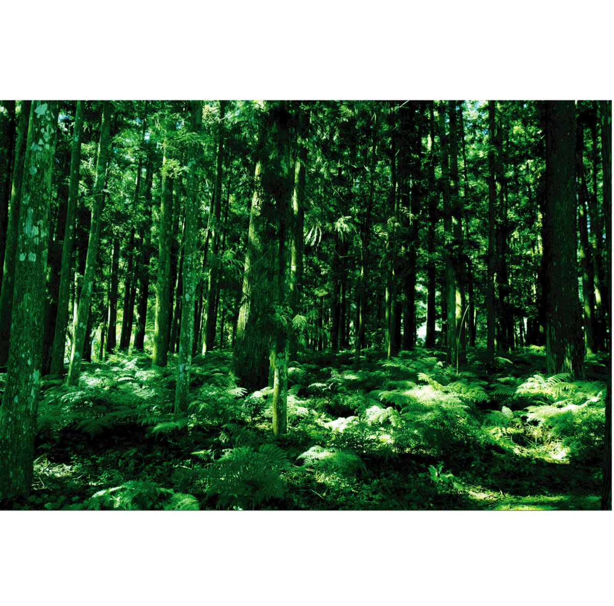 Katsunori Uenishi - Live : CD