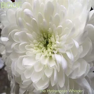 Boof - The Hydrangeas Whisper : CD
