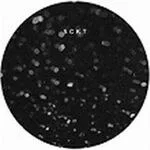 Markus Suckut - SCKT 01 : 12inch