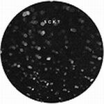 Markus Suckut - SCKT 01