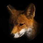 Mike Shannon - Foxology