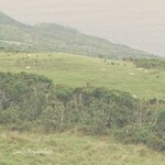 Dolphins Into The Future - Canto Arquipélago