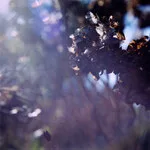 Alex Cobb - Passage to Morning : LP