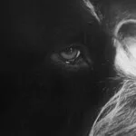 Panthera Krause - Yorikke EP : 12inch